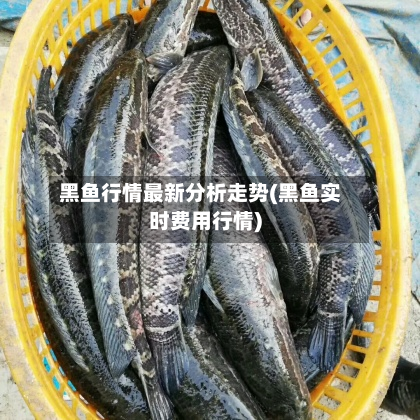 黑鱼行情最新分析走势(黑鱼实时费用行情)